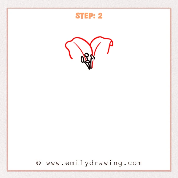 how to draw a lily flower - Step 2